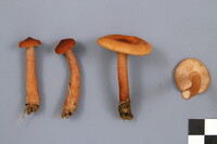 Lactarius tabidus image